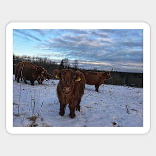 Scottish Highland Cattle Cows and Calves 1608 Sticker